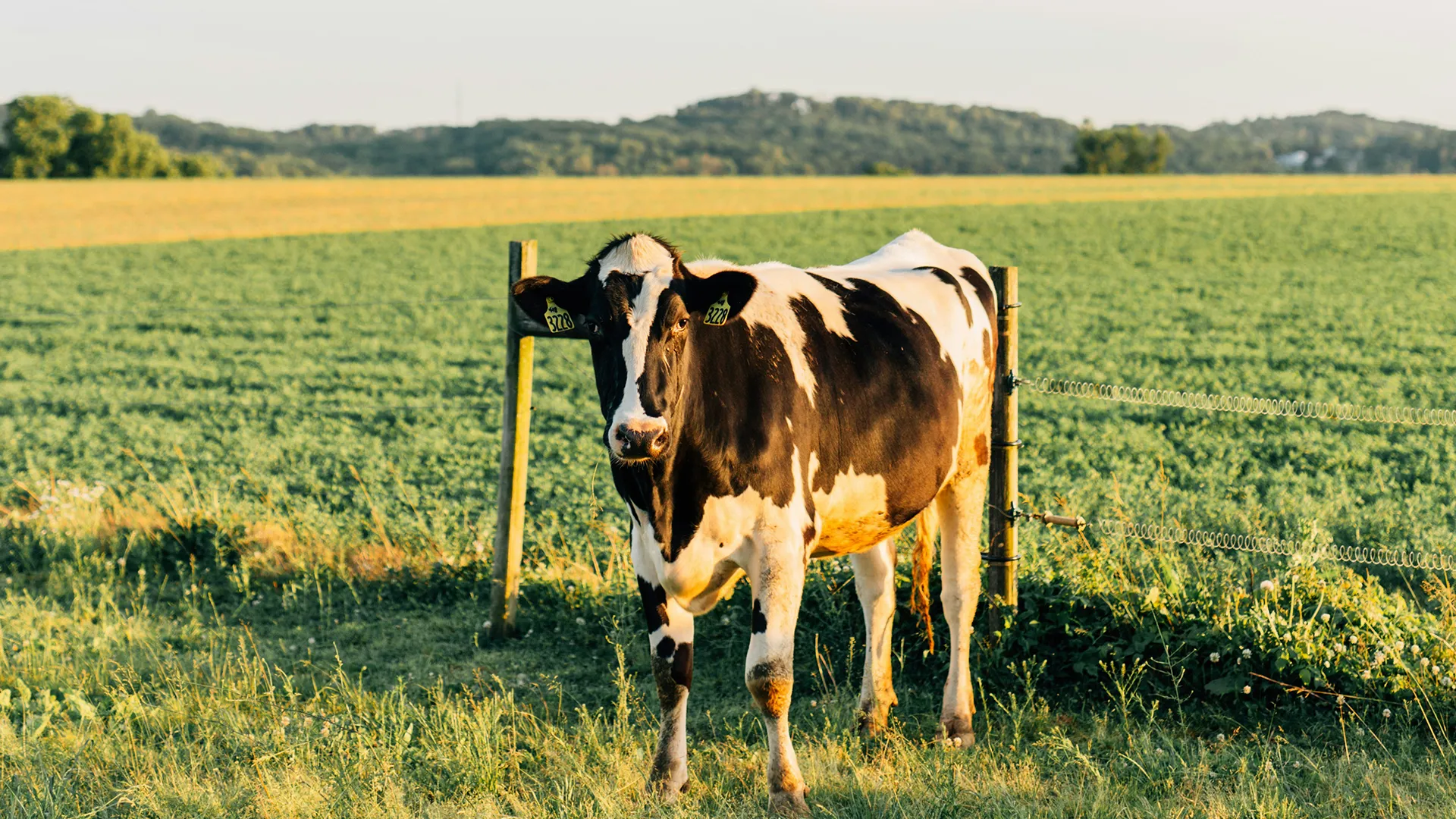 vache-laitiere-le-manege-a-fromages-la-remaudiere-fromage-artisanal-au-lait-de-vache Vache laitière dans un champ à la Remaudière Le Manège à Fromage fromagerie artisanale